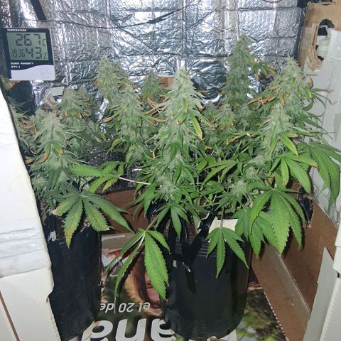 3 Critical Orange Punch growlog photo: 20 hs