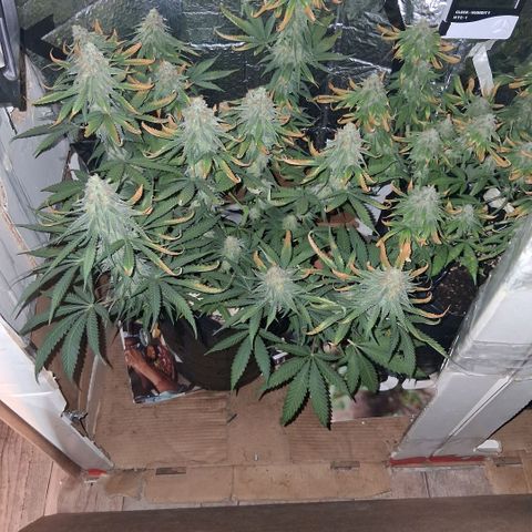 3 Critical Orange Punch growlog photo: 20 hs