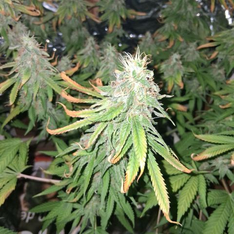 3 Critical Orange Punch growlog photo: 20 hs
