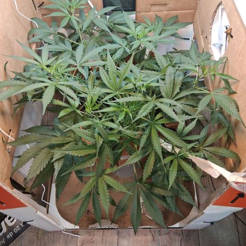 2 Rainbow maker Bsf  growlog photo: 20 hs