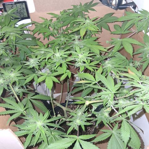 2 Egypto Indian seeds growlog photo: 20 hs