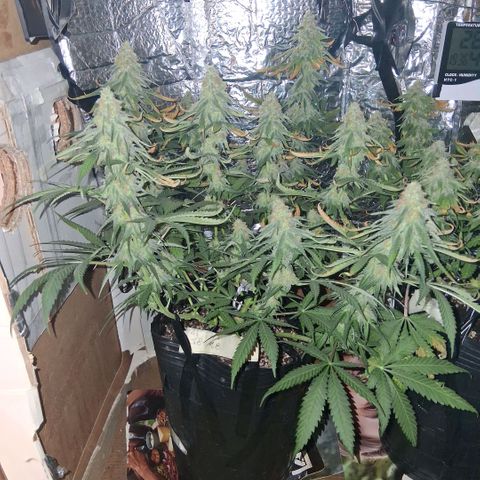 3 Critical Orange Punch growlog photo: 20 hs