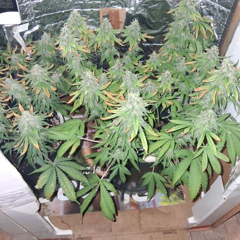 3 Critical Orange Punch growlog photo: 20 hs