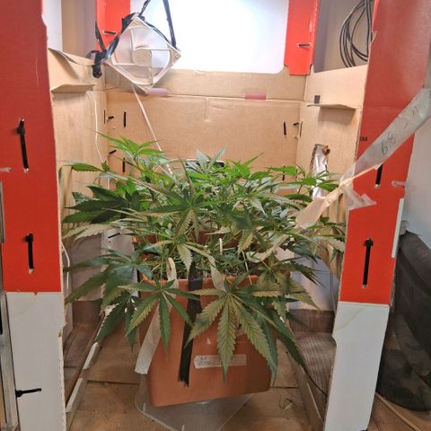 2 Rainbow maker Bsf  growlog photo: 20 hs