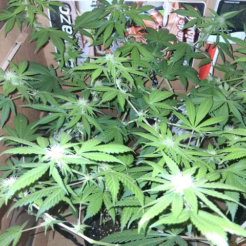 2 Egypto Indian seeds growlog photo: 20 hs