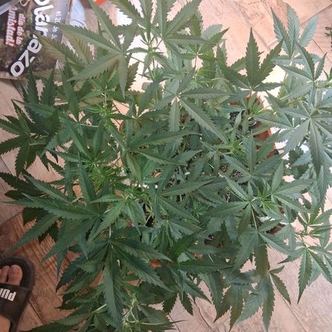 2 Rainbow maker Bsf  growlog photo: 23 hs el antes y desp de la defoliacion y Lst