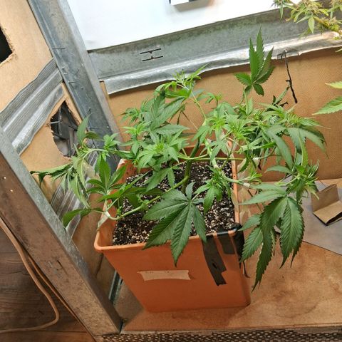 2 Rainbow maker Bsf  growlog photo: 23 hs el antes y desp de la defoliacion y Lst