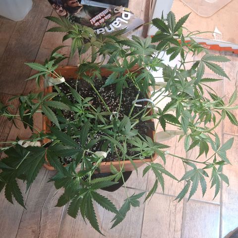 2 Rainbow maker Bsf  growlog photo: 23 hs el antes y desp de la defoliacion y Lst