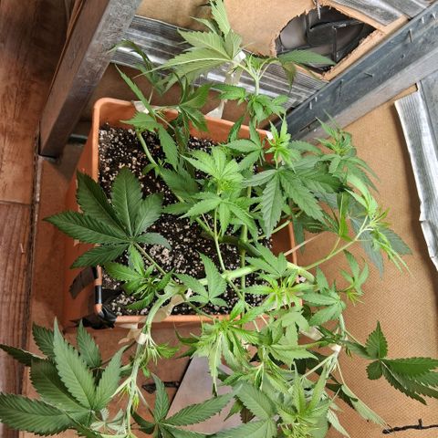 2 Rainbow maker Bsf  growlog photo: 23 hs el antes y desp de la defoliacion y Lst