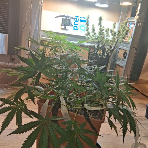 2 Rainbow maker Bsf  growlog photo: 23 hs el antes y desp de la defoliacion y Lst