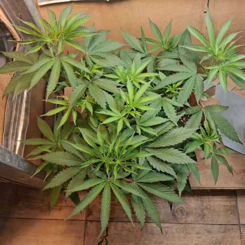 2 Rainbow maker Bsf  growlog photo: 23 hs el antes y desp de la defoliacion y Lst