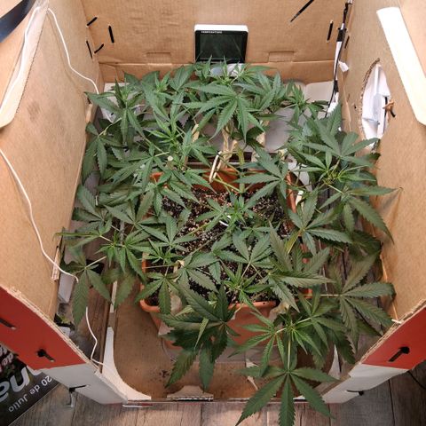 2 Rainbow maker Bsf  growlog photo: 11 hs un lst quebro una punta de la fotoperiodica veremos si resiste o si se poda 