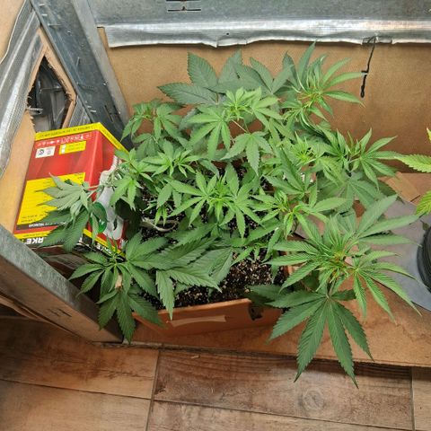 2 Rainbow maker Bsf  growlog photo: 11 hs un lst quebro una punta de la fotoperiodica veremos si resiste o si se poda 