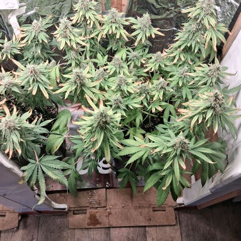 3 Critical Orange Punch growlog photo: 23 hs desp del riego