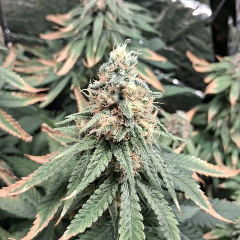 3 Critical Orange Punch growlog photo: 23 hs desp del riego