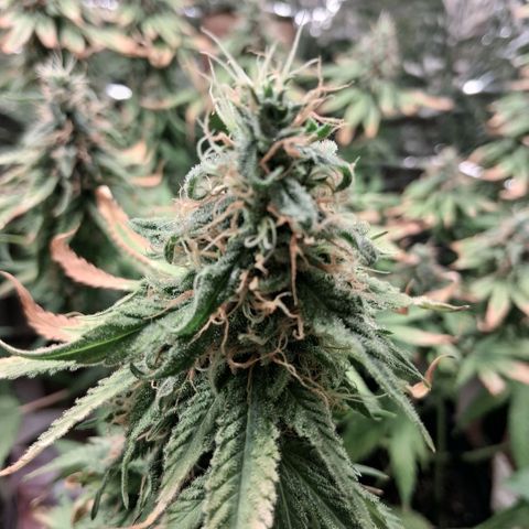 3 Critical Orange Punch growlog photo: 23 hs desp del riego