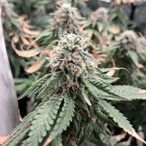 3 Critical Orange Punch growlog photo: 23 hs desp del riego