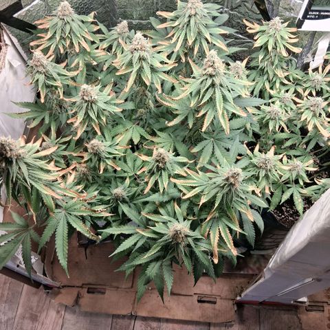 3 Critical Orange Punch growlog photo: 23 hs desp del riego