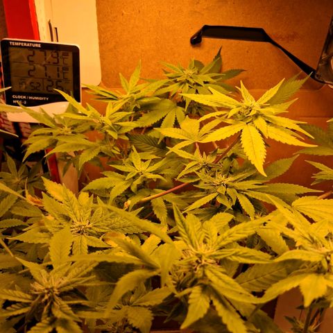 2 Egypto Indian seeds growlog photo: 23 hs desp del riego se ven unas manchas en la de la derecha nose si sera por exceso y calor