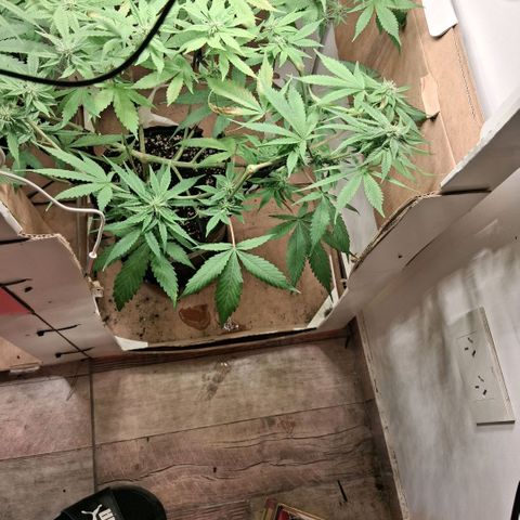 2 Egypto Indian seeds growlog photo: 23 hs desp del riego se ven unas manchas en la de la derecha nose si sera por exceso y calor