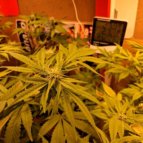2 Egypto Indian seeds growlog photo: 23 hs desp del riego se ven unas manchas en la de la derecha nose si sera por exceso y calor