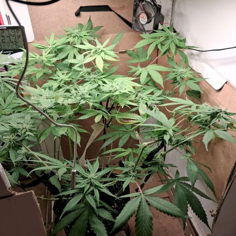 2 Egypto Indian seeds growlog photo: 23 hs desp del riego se ven unas manchas en la de la derecha nose si sera por exceso y calor