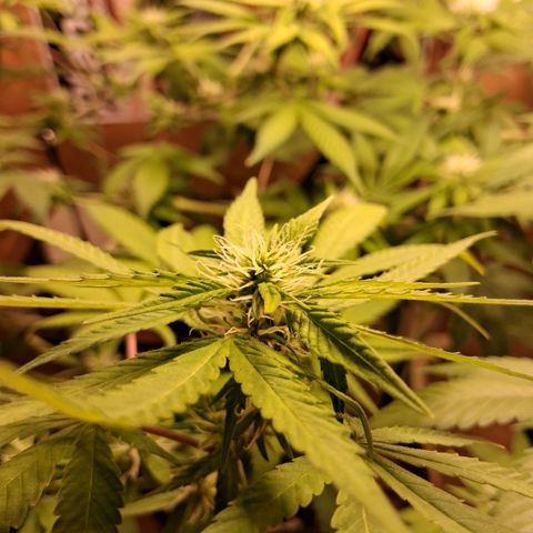 2 Egypto Indian seeds growlog photo: 23 hs desp del riego se ven unas manchas en la de la derecha nose si sera por exceso y calor