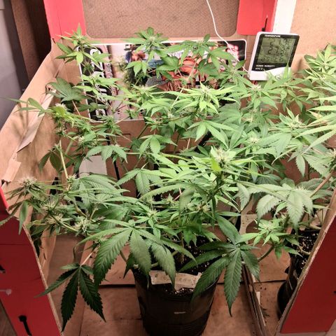 2 Egypto Indian seeds growlog photo: 23 hs desp del riego se ven unas manchas en la de la derecha nose si sera por exceso y calor