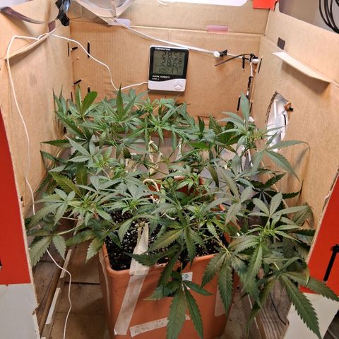 2 Rainbow maker Bsf  growlog photo: 02.00 hs 