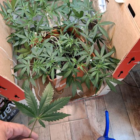 2 Rainbow maker Bsf  growlog photo: 02.00 hs 