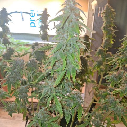 2 Auto Power Plant growlog photo: 02.00 hs pp 2 se acomodo parece... drenaje 6.4 ec 1.1 dejaremos 1 semana mas
