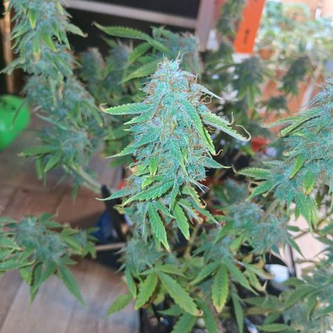 2 Auto Power Plant growlog photo: 02.00 hs pp 2 se acomodo parece... drenaje 6.4 ec 1.1 dejaremos 1 semana mas