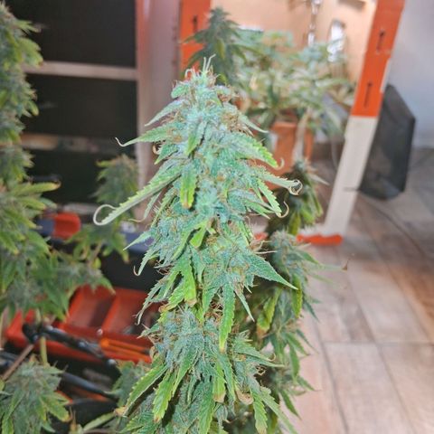2 Auto Power Plant growlog photo: 02.00 hs pp 2 se acomodo parece... drenaje 6.4 ec 1.1 dejaremos 1 semana mas