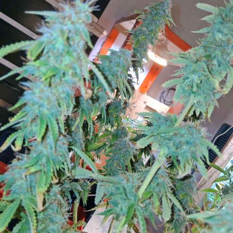 2 Auto Power Plant growlog photo: 02.00 hs pp 2 se acomodo parece... drenaje 6.4 ec 1.1 dejaremos 1 semana mas