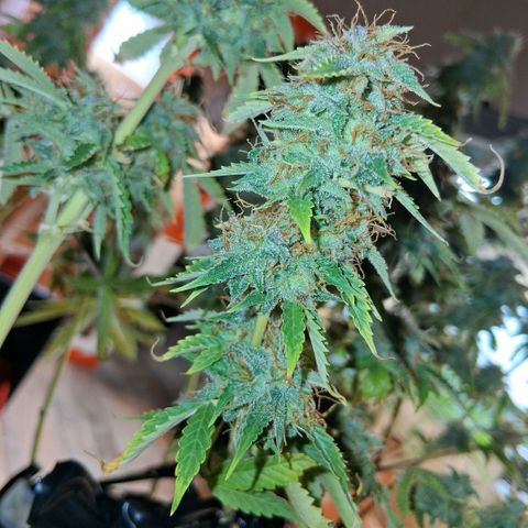 2 Auto Power Plant growlog photo: 02.00 hs pp 2 se acomodo parece... drenaje 6.4 ec 1.1 dejaremos 1 semana mas