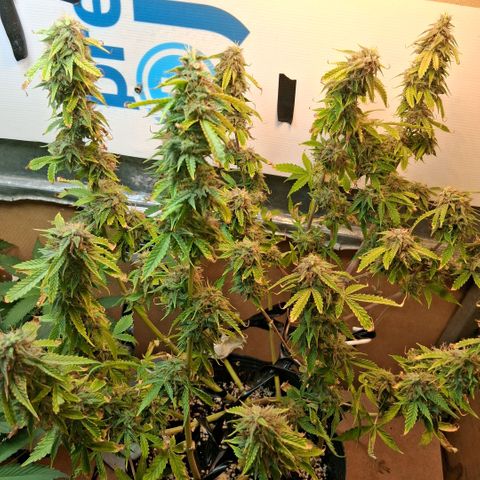 2 Auto Power Plant growlog photo: 02.00 hs pp 2 se acomodo parece... drenaje 6.4 ec 1.1 dejaremos 1 semana mas