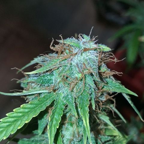 2 Auto Power Plant growlog photo: 02.00 hs pp 2 se acomodo parece... drenaje 6.4 ec 1.1 dejaremos 1 semana mas