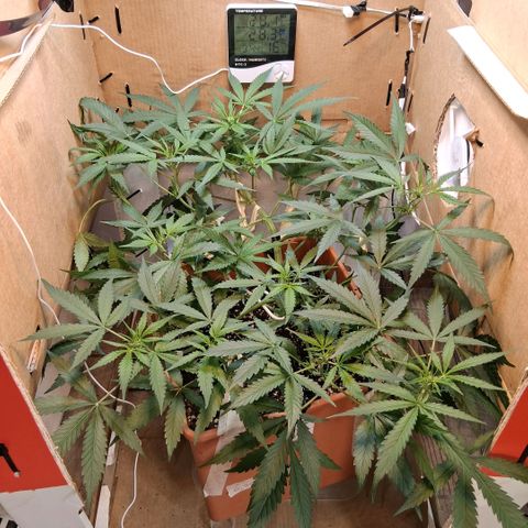 2 Rainbow maker Bsf  growlog photo: 22 hs 