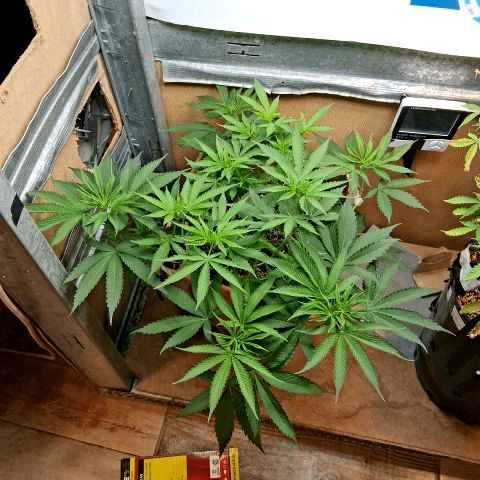 2 Rainbow maker Bsf  growlog photo: 22 hs 