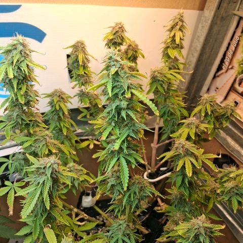 2 Auto Power Plant growlog photo: 22 hs 