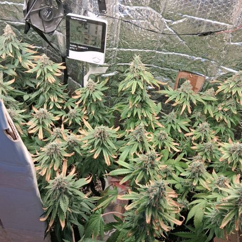 3 Critical Orange Punch growlog photo: 00.00 hs