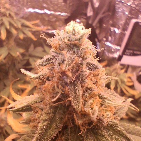 3 Critical Orange Punch growlog photo: 00.00 hs