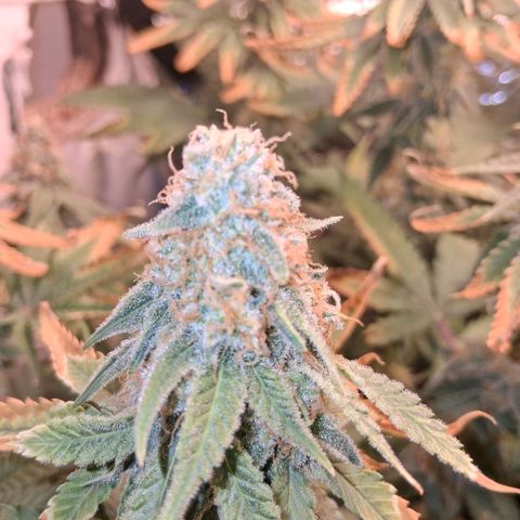 3 Critical Orange Punch growlog photo: 00.00 hs