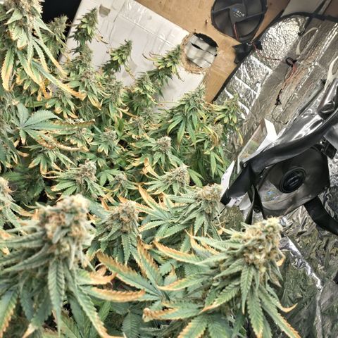 3 Critical Orange Punch growlog photo: 00.00 hs