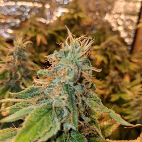 3 Critical Orange Punch growlog photo: 00.00 hs