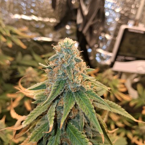 3 Critical Orange Punch growlog photo: 00.00 hs