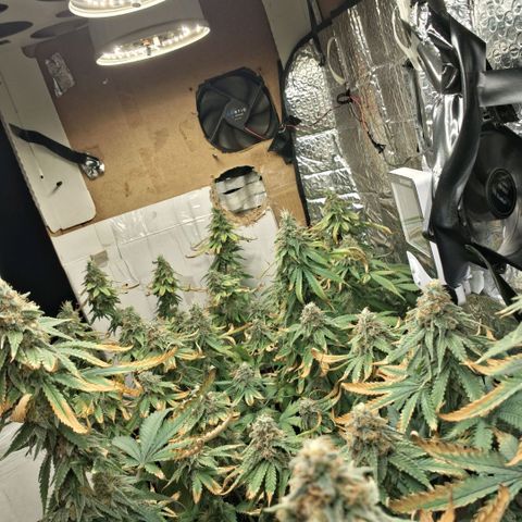 3 Critical Orange Punch growlog photo: 00.00 hs