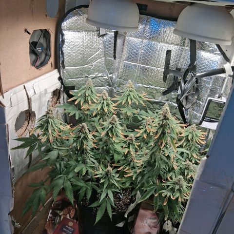 3 Critical Orange Punch growlog photo: 00.00 hs