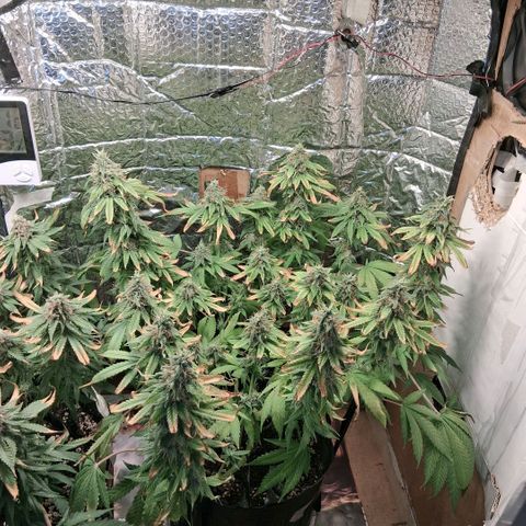 3 Critical Orange Punch growlog photo: 00.00 hs