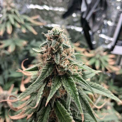 3 Critical Orange Punch growlog photo: 22 30